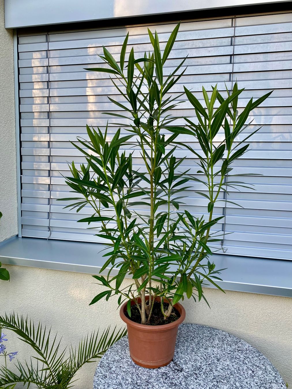 Piante & sementi: Oleander rosa, Höhe 115 cm – Nuovo (secondo la descrizione) da Alchenflüh venduto da smart- 1