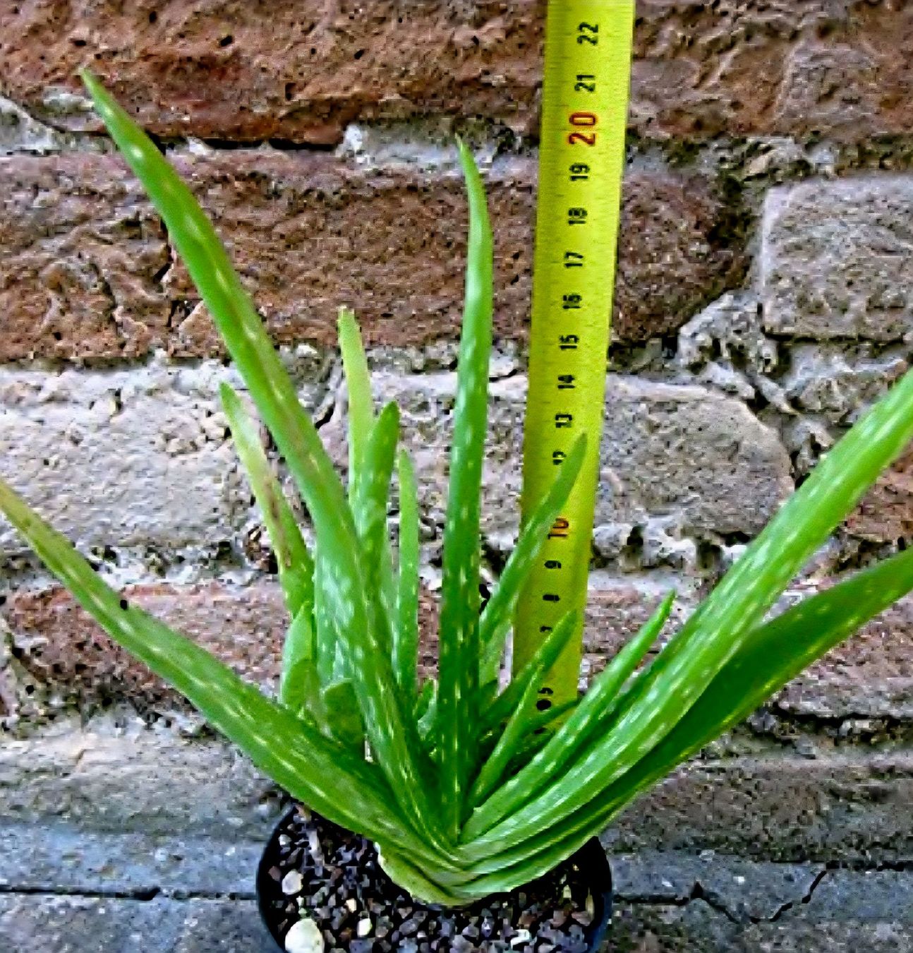 Piante & sementi: ALOE VERA CHINESISCHE MULTIPFLANZE 20 CM – Nuovo e nell'imballaggio originale da Rovio venduto da POSITIFFARTandPLANTS 5