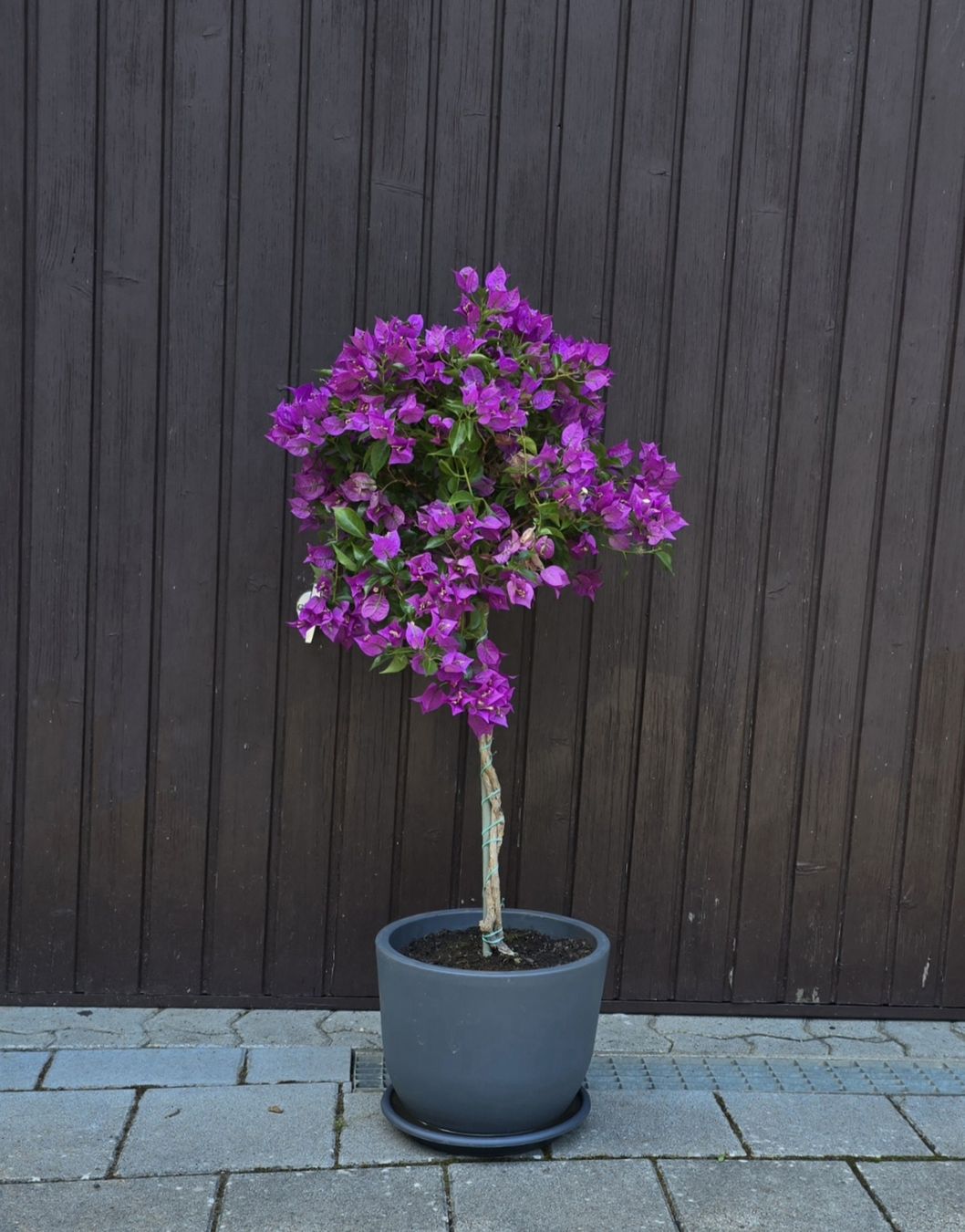 Piante & sementi: Wunderschöne Bougainvillea – Nuovo (secondo la descrizione) da Aarburg venduto da popkorn65 1
