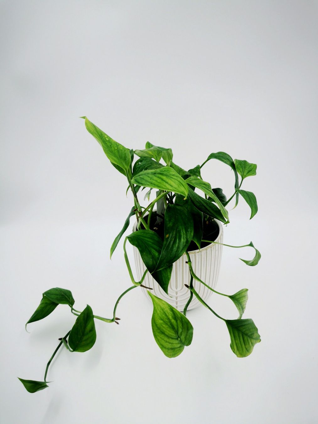 Piante & sementi: Monstera acacoyaguensis Mutterpflanze etabliert – Usato da Grüningen venduto da Monstera-und-Co.