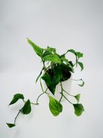 Monstera acacoyaguensis Mutterpflanze etabliert