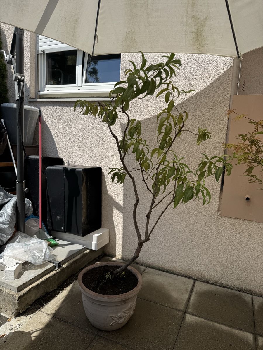 Piante & sementi: 1.90m Grosser Pfirsich Baum im Terracotta Topf – Usato da Rümlang venduto da Gruseh.ch 3