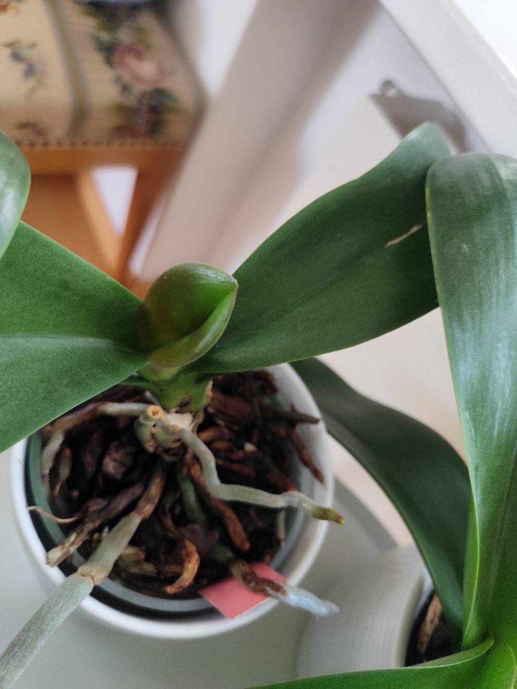 Pflanzen & Samen: 5 gesunde Orchideen mit Töpflis – Gebraucht aus Zürich von Claudia_Zueri 4