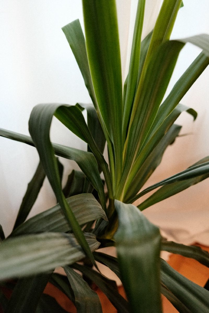 Piante & sementi: Yucca Palme im Terrakotta Topf – Usato da Zürich venduto da dvblch 1