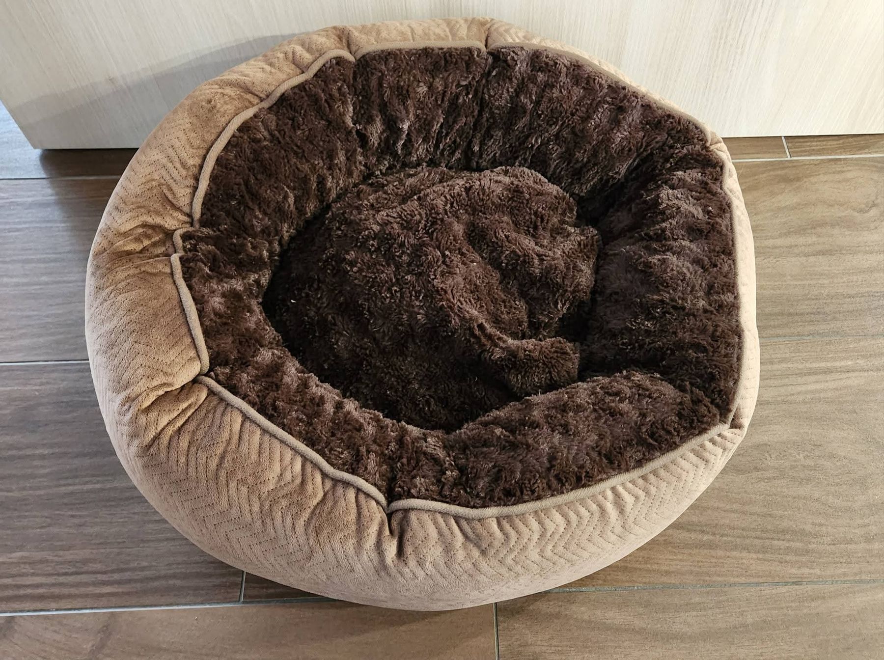 Cucce & Letti: Katzenbett – Nuovo (secondo la descrizione) da Neuenegg venduto da soleil81