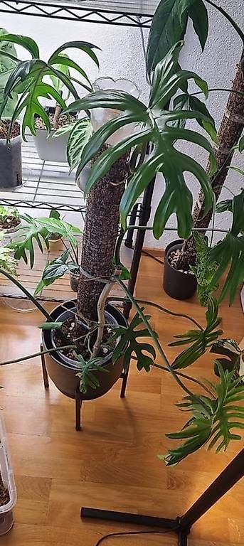 Pflanzen & Samen: 🌿Philodendron Elegans - Größe S – Neu und originalverpackt aus Wallenwil von LadyLeaf_Ellis1 3