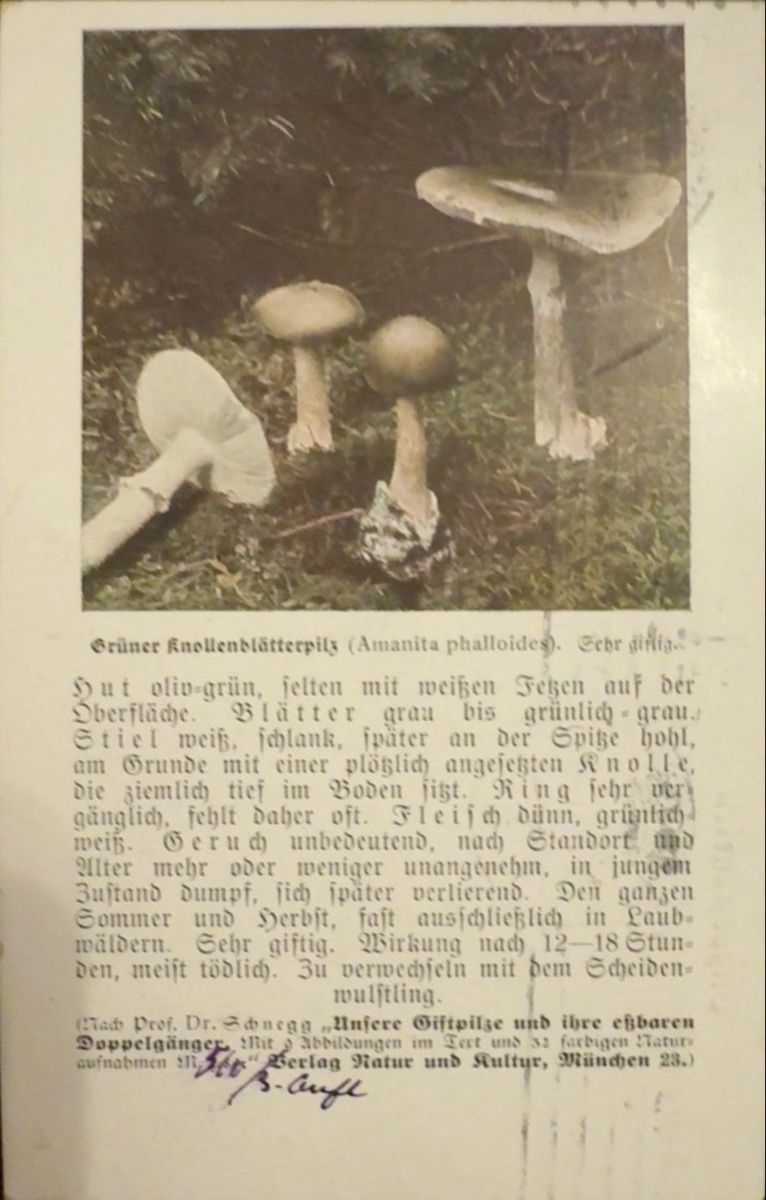Cartoline postali: Pilzpostkarten Serie 1: Giftpilze mit Stempel – Usato da birsfelden venduto da tim0444 1