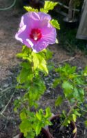 Hibiskus Violett  (kurz vor Blühbeginn 20.07.26)