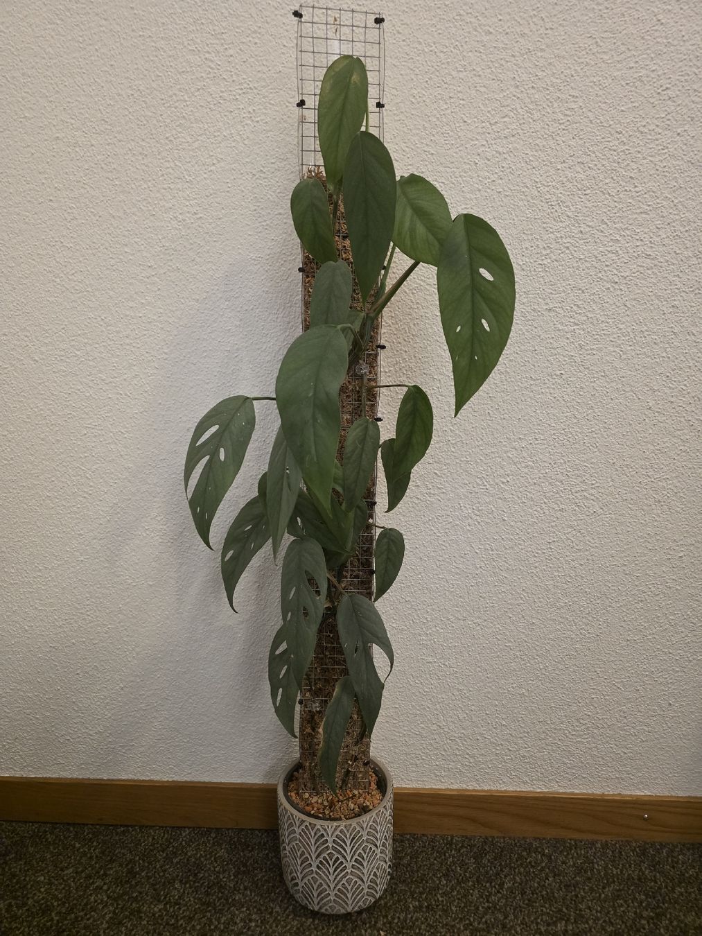 Piante & sementi: Epipremnum Cebu Blue – Usato da Rapperswil SG venduto da LuiSchi