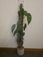 Epipremnum Cebu Blue