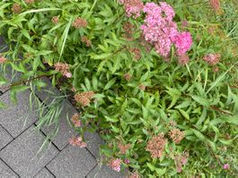 Prachtvolle Spirea japonica 'Little Princess' im Topf.