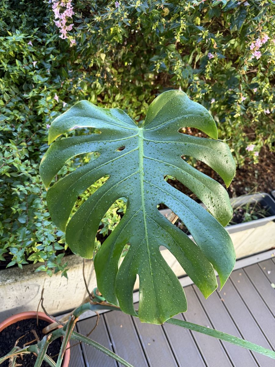 Piante & sementi: Monstera Deliciosa  – Usato da Grosshöchstetten venduto da Al___Uk 8