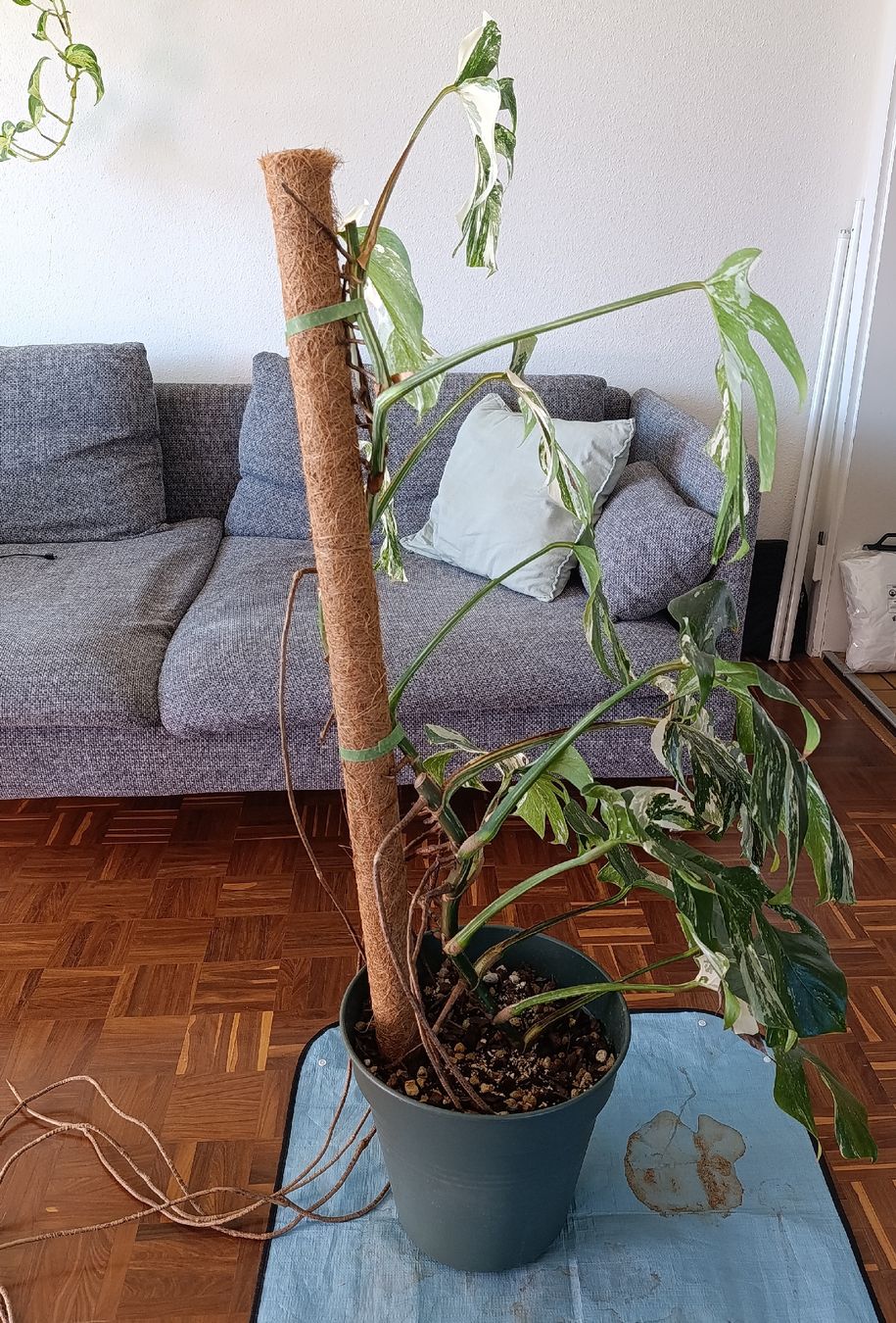 Piante & sementi: Grosse Monstera Deliciosa Variegata – Usato da Baar venduto da L.isa28 3
