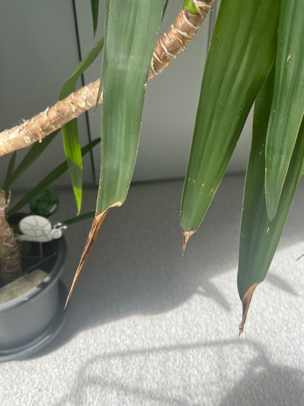 Piante & sementi: Riesige Yucca Palme ca. 2m gross – Usato da Arbon venduto da vb4all 3