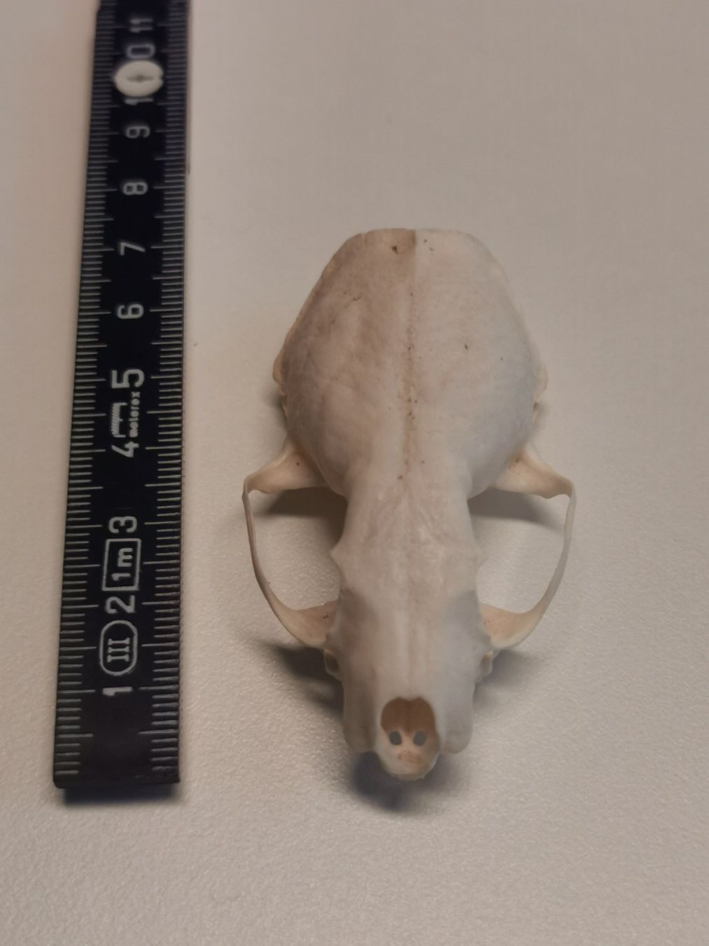 Il mondo degli animali: Tierschädel Knochen Taxidermy – Nuovo (secondo la descrizione) da Fischbach-Göslikon venduto da PitBullDoll