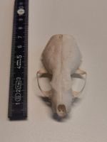 Tierschädel Knochen Taxidermy