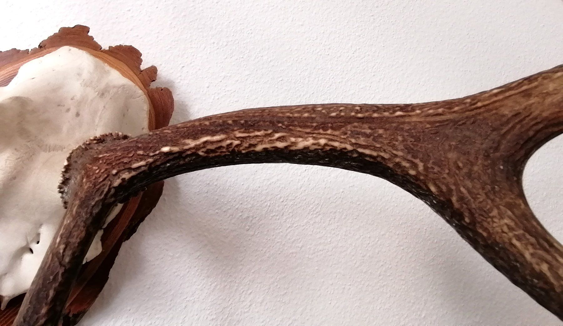 Altre raccolte & rarità: Hirsch Rothirsch Kronengeweih Geweih Trophäe – Usato da Reinach BL venduto da fliegenrolli 3