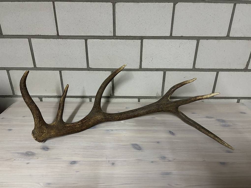 Monde des animaux: Hirsch Abwurfstange  – D'occasion à Kirchberg SG par Alik7300