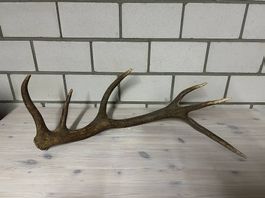 Hirsch Abwurfstange 