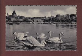 LAUSANNE - Ouchy - Les Cygnes - 1954