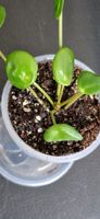 🤩Pilea Peperomioides/Glückstaler/Ufopflänzchen Babyplant 