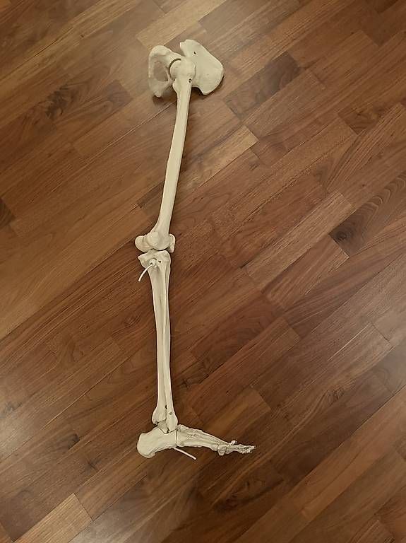 Modellbausätze & Standmodelle: Anatomie-Skelett-Modell: Bein mit Hüftbein – Gebraucht aus Baden von Ahe66