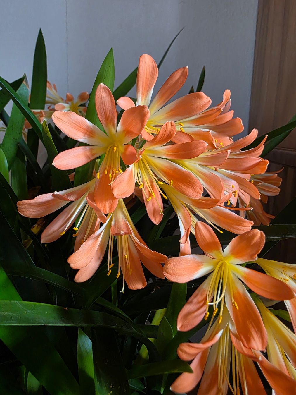Piante & sementi: Clivia miniata / Klivie, orangeblühend – Nuovo (secondo la descrizione) da Thalheim venduto da silvara01 6