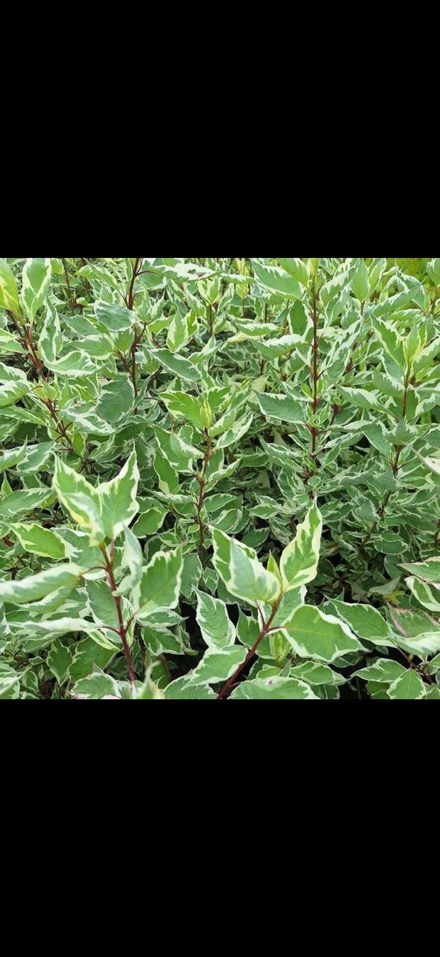 Pflanzen & Samen: Cornus alba ‘Elegantissima – Gebraucht aus Grosshöchstetten von goky 1