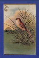 OISEAU - Moineau - Carte gauffrée