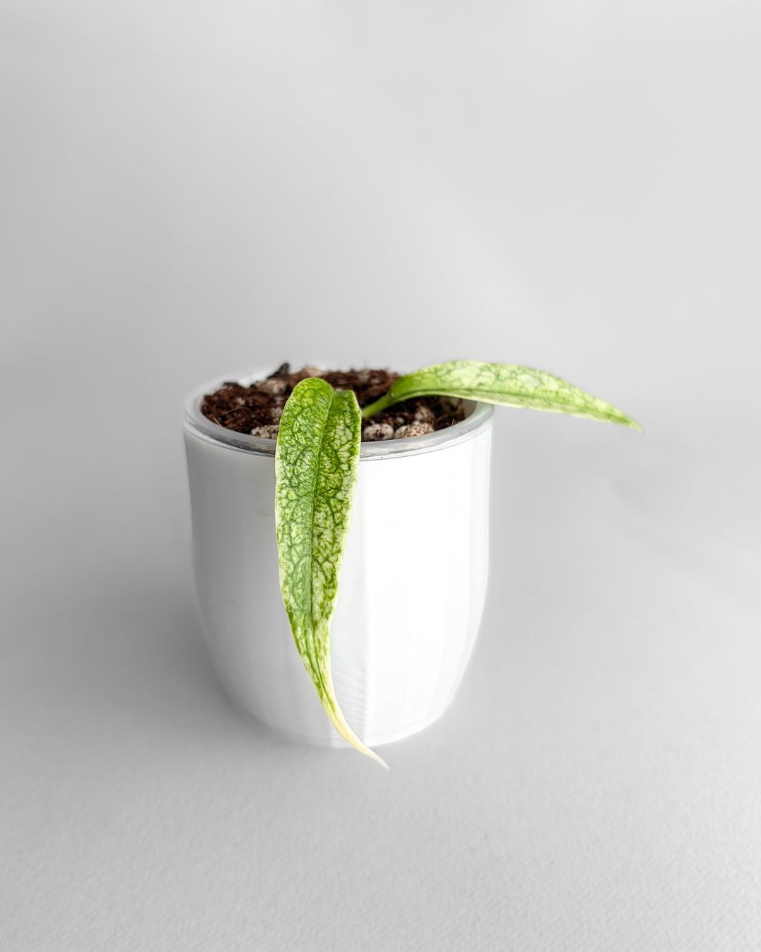 Piante & sementi: Hoya Buotii Mutation Silver Albo – Nuovo (secondo la descrizione) da Seuzach venduto da animaplants 2
