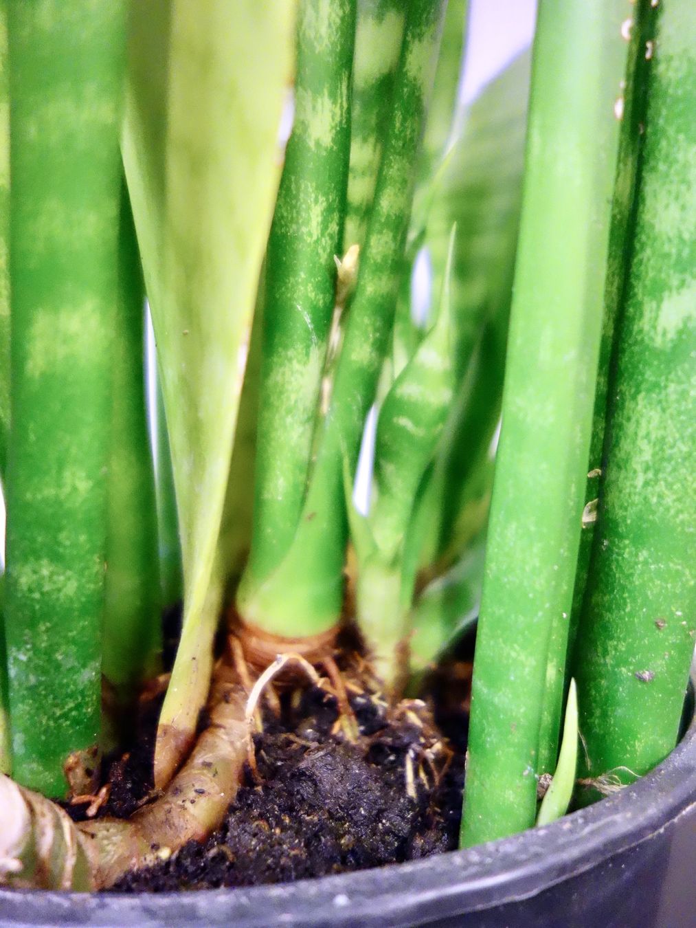 Piante & sementi: Bogenhanf Sansevieria Trifasciata – Nuovo (secondo la descrizione) da Kerzers venduto da zimmergruener 4