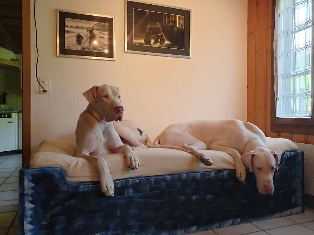 Cucce & Letti: Hundebett – Usato da Siselen BE venduto da Artus13281