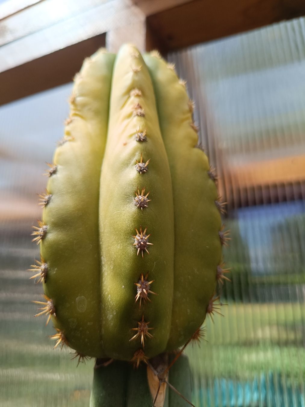 Piante & sementi: Trichocereus Pachanoi variegata Neon – Usato da Pâquier-Montbarry venduto da chr_7dmj 1