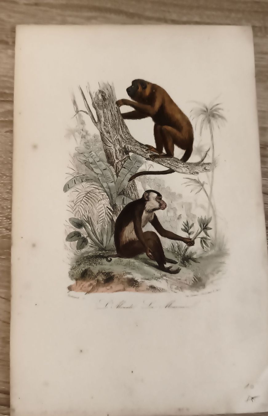 Gravures: planche singes ancienne - occasion – D'occasion à Prilly par jor_x27s