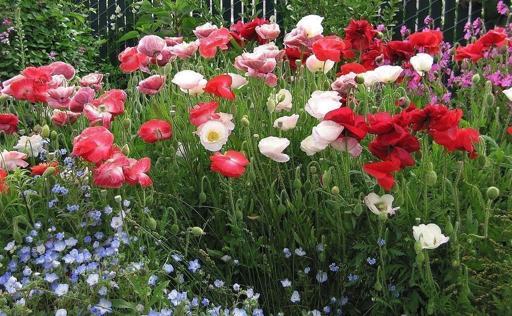 Piante & sementi: 500 Samen Mohn FALLING IN LOVE – Nuovo (secondo la descrizione) da Ehrendingen venduto da VerveinaSamen 5