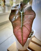 Alocasia Polly Mint Pink Babyplant
