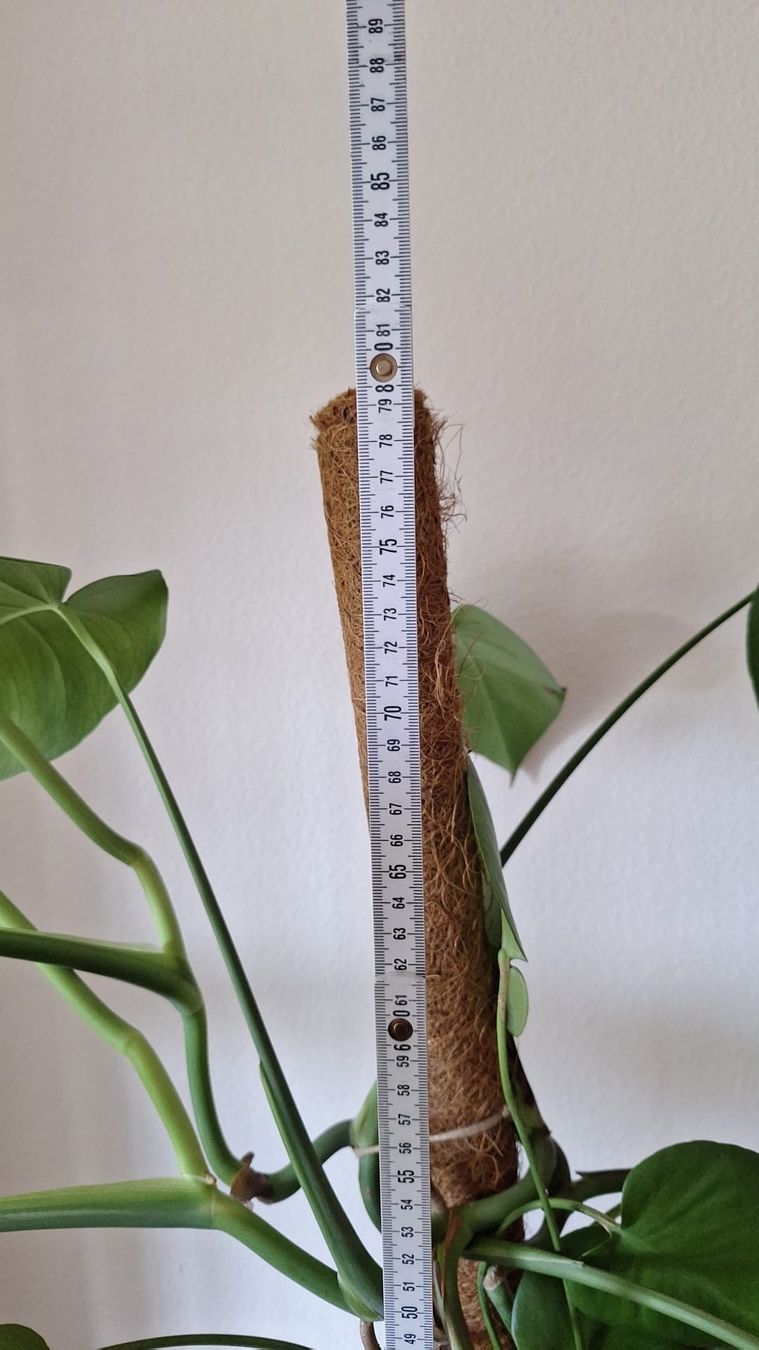 Piante & sementi: Monstera 80 cm hoch – Usato da Thun venduto da Phoenizier22 1