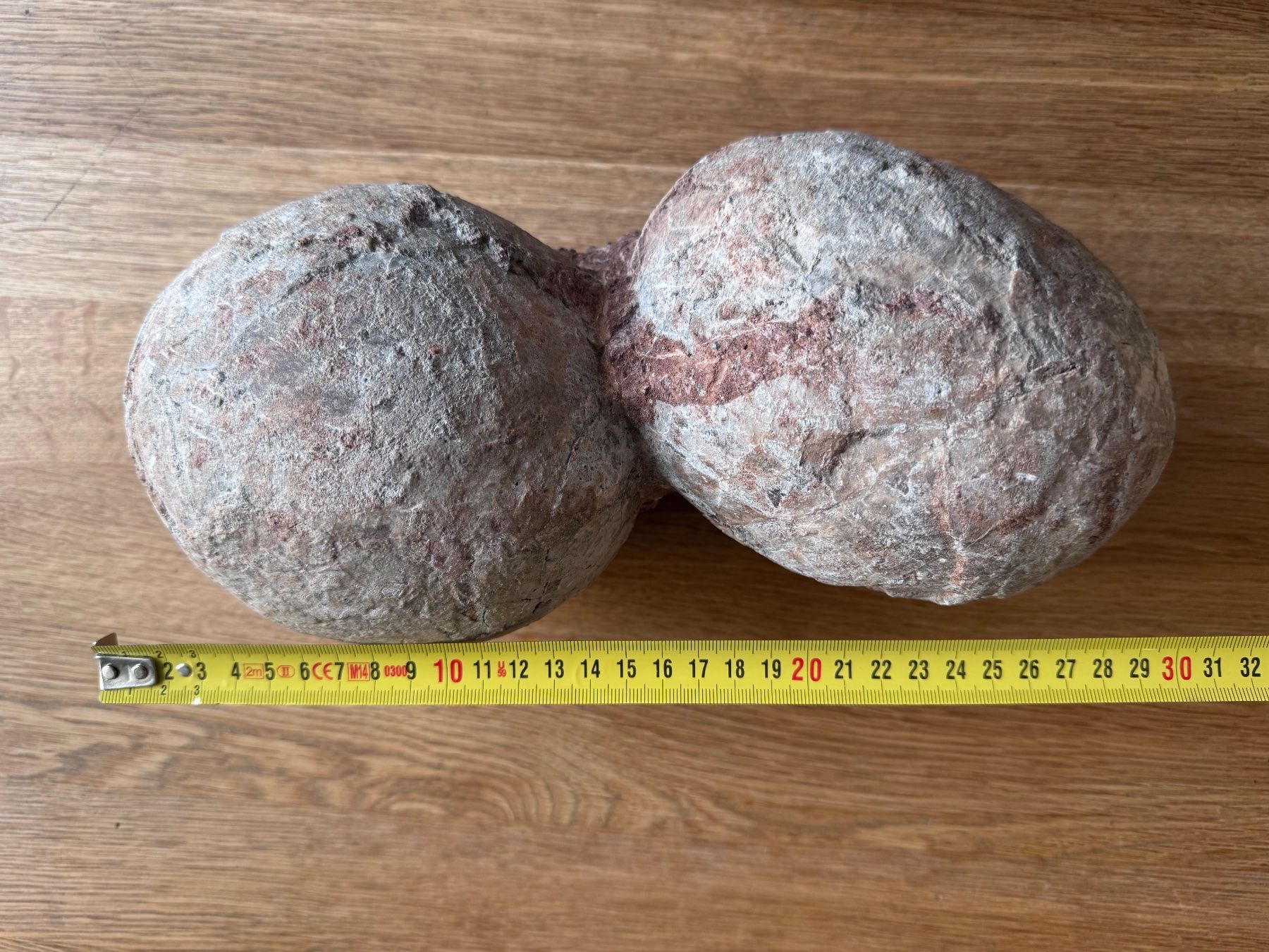 Fossili: Dinosaurier Fossil - Hadrosaurus/Dendroolithus Eier – Usato da Zürich venduto da xevious69 3