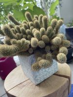 Kaktus Mammillaria elongata im Topf