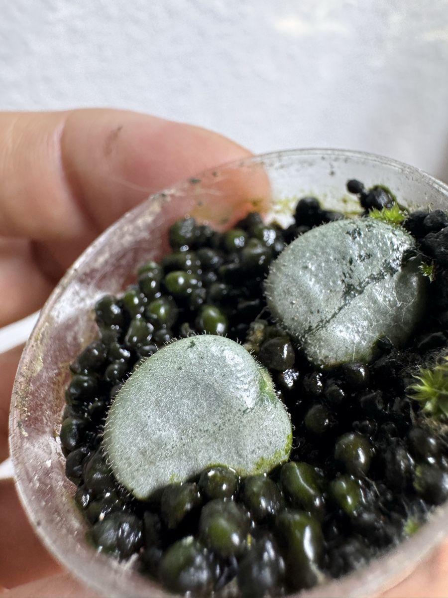 Piante & sementi: Hoya serpens silver – Usato da Zürich venduto da thishoyaofmine