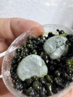 Hoya serpens silver