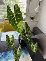 Alocasia Frydek Variegata Rhizom
