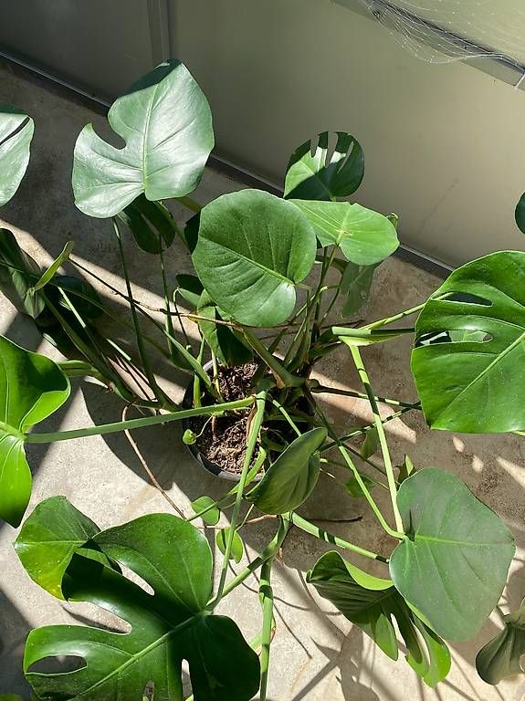 Pflanzen & Samen: Monstera adulte  – Neu und originalverpackt aus Fribourg von gab_6sfs 2