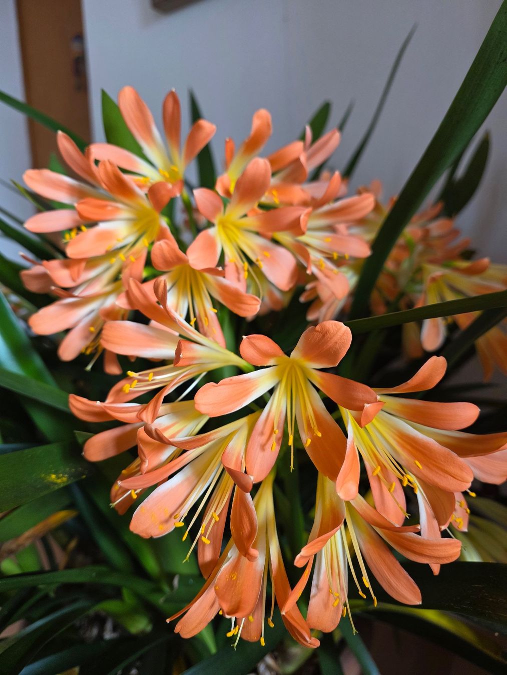 Piante & sementi: Clivia miniata / Klivie, orangeblühend – Nuovo (secondo la descrizione) da Thalheim venduto da silvara01 7