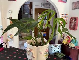Monstera burle marx flame plante d’intérieur