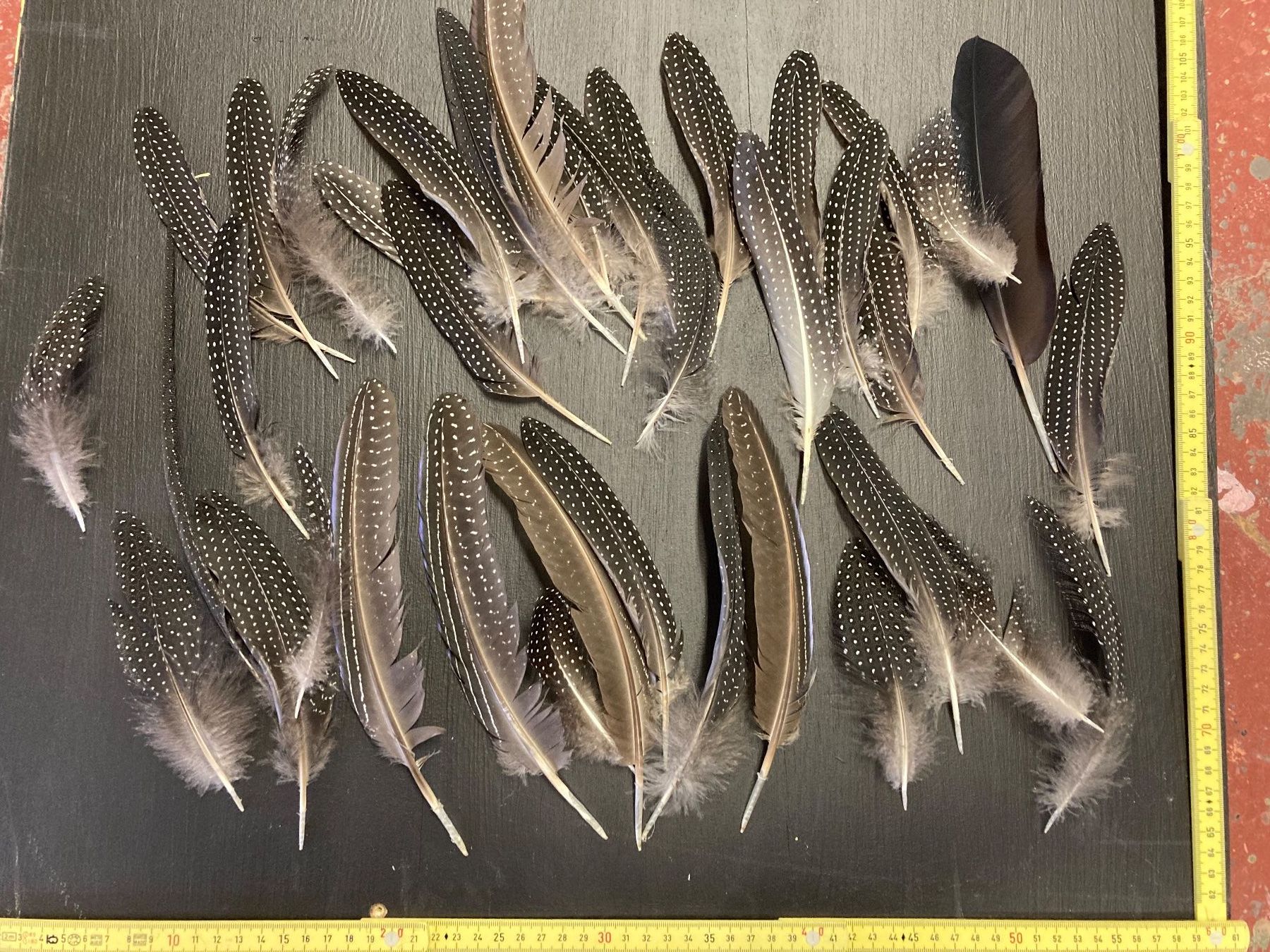 Monde des animaux: Geier-Perlhuhn Federn 2 – D'occasion à Grosswangen par arum01