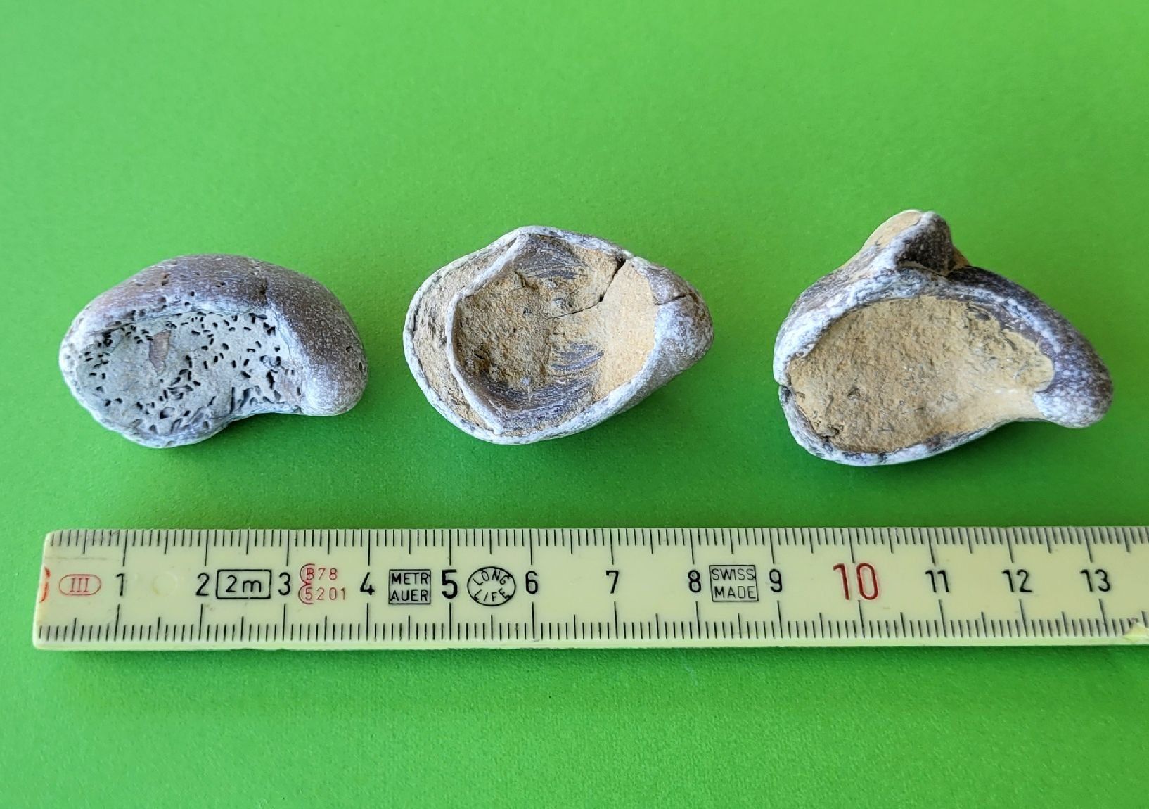 Fossili: Versteinerte Auster (Cryphaea arcuata) 3 Stk. – Usato da Unterengstringen venduto da orpheo13 2
