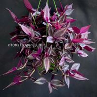 Tradescantia Zebrina - robust & pflegeleicht