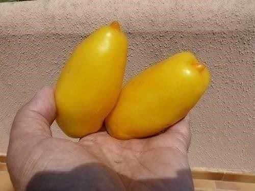 Piante & sementi: TOMATE BANANA LEG ! 10g – Nuovo (secondo la descrizione) da Bremblens venduto da FIBONACCI369 2