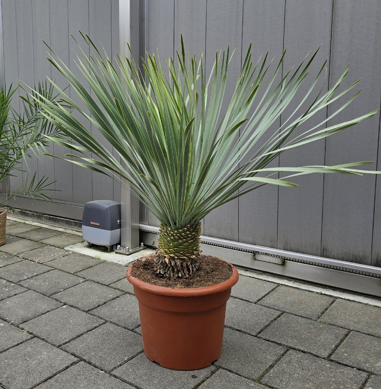 Piante & sementi: Yucca rostrata Palme – Nuovo (secondo la descrizione) da Aarburg venduto da popkorn65 3